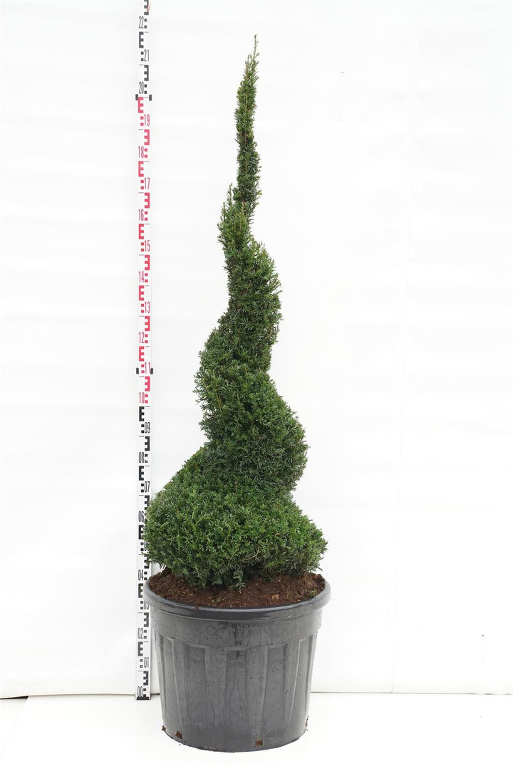 Kukmedis europinis (Lot Taxus baccata) 150-175 CM SPIRAL C90-KUKMEDŽIAI-SPYGLIUOČIAI