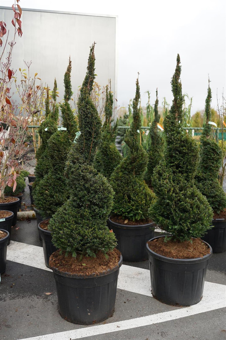 Kukmedis europinis (Lot Taxus baccata) 150-175 CM SPIRAL C90-KUKMEDŽIAI-SPYGLIUOČIAI