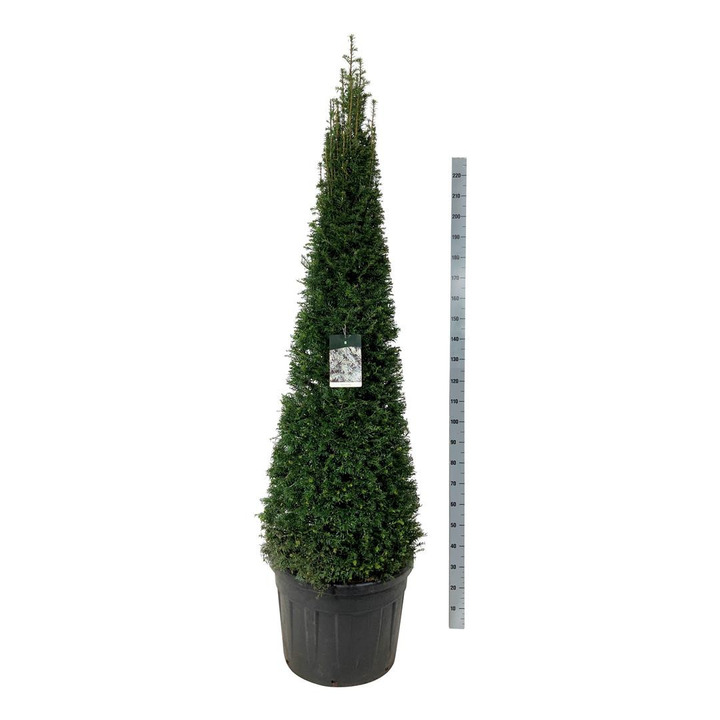Kukmedis europinis (Lot Taxus baccata) 180-200 PIRAMIDE C110-KUKMEDŽIAI-SPYGLIUOČIAI