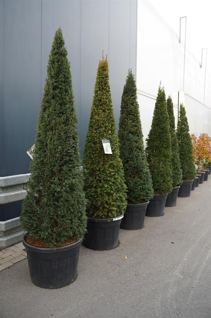 Kukmedis europinis (Lot Taxus baccata) 180-200 PIRAMIDE C110-KUKMEDŽIAI-SPYGLIUOČIAI