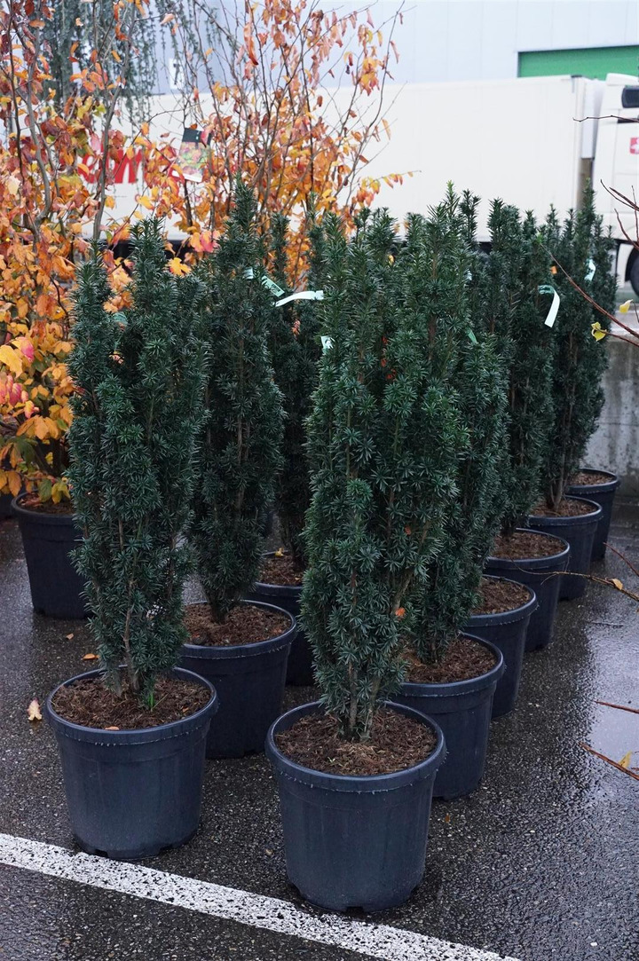 Kukmedis europinis (Lot Taxus b.) 'Black Tower' C30 100-120 CM-KUKMEDŽIAI-SPYGLIUOČIAI