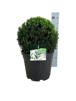 Kukmedis tarpinis (Lot Taxus media) 'Groenland' 30-35 CM BALL C10-KUKMEDŽIAI-SPYGLIUOČIAI