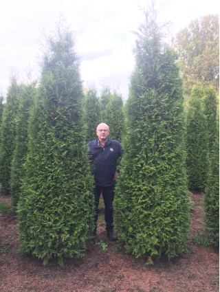 Tuja vakarinė (Lot Thuja occ.) 'Brabant' 325-350 CM SOL WRB-TUJOS-SPYGLIUOČIAI