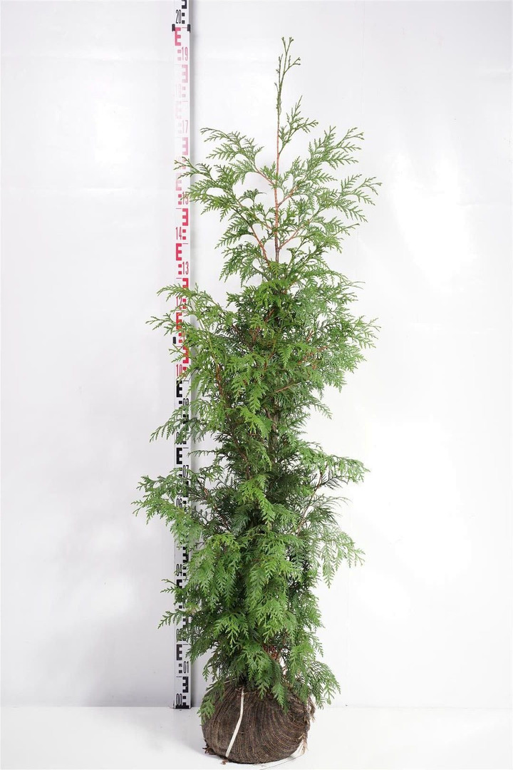 Tuja didžioji (Lot Thuja pl.) 'Excelsa' 150-175 CM RB-TUJOS-SPYGLIUOČIAI