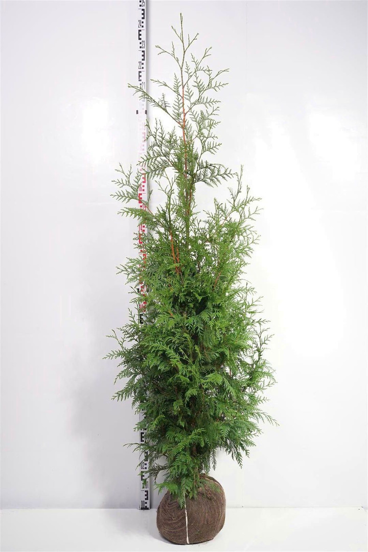 Tuja didžioji (Lot Thuja pl.) 'Excelsa' 175-200 CM RB-TUJOS-SPYGLIUOČIAI