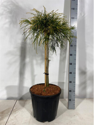 Tuja didžioji (Lot Thuja pl.) 'Golden Whipcord' C15 STIEBAS 60 CM-TUJOS-SPYGLIUOČIAI