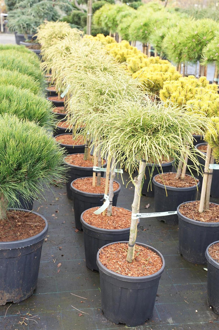 Tuja didžioji (Lot Thuja pl.) 'Golden Whipcord' C15 STIEBAS 60 CM-TUJOS-SPYGLIUOČIAI