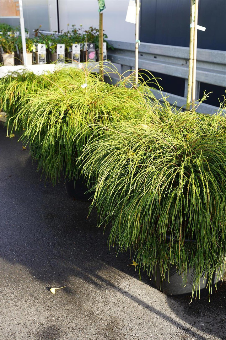 Tuja didžioji (Lot Thuja pl.) 'Whipcord' C65 90-100 CM SOL-TUJOS-SPYGLIUOČIAI