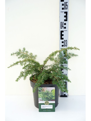 Cūga kanadinė (Lot Tsuga canadensis) 'Golden Splendor' C2,5/P18 20-25 CM-CŪGOS-SPYGLIUOČIAI