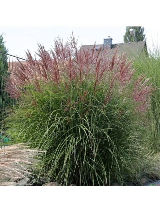 Miskantas Kininis (Lot Miscanthus Sinensis) FERNER OSTEN C5-MISKANTAI-SMILGOS - VARPINIAI AUGALAI