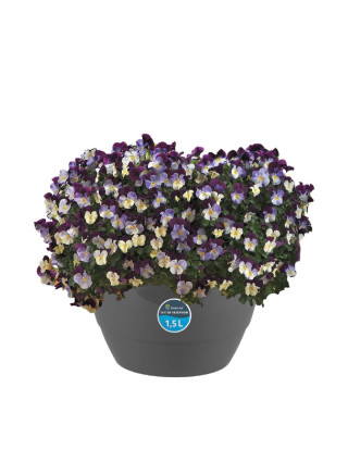 Našlaitė (Lot Viola) 'Cool Wave' C8/P27 HANGING BASKET-NAŠLAITĖS-VIENMETĖS GĖLĖS