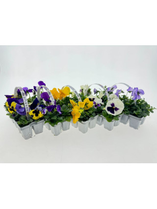 Našlaitė MIX (Lot Viola F) 10-PACK-NAŠLAITĖS-VIENMETĖS GĖLĖS