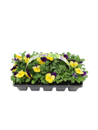 Našlaitė MIX (Lot Viola in) 10-PACK-NAŠLAITĖS-VIENMETĖS GĖLĖS