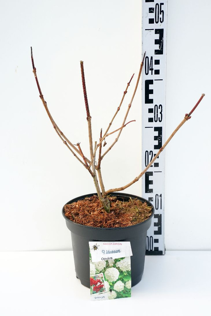 Putinas paprastasis (Lot Viburnum opulus) C3/P19 30-40 CM-PUTINAI-KRŪMAI