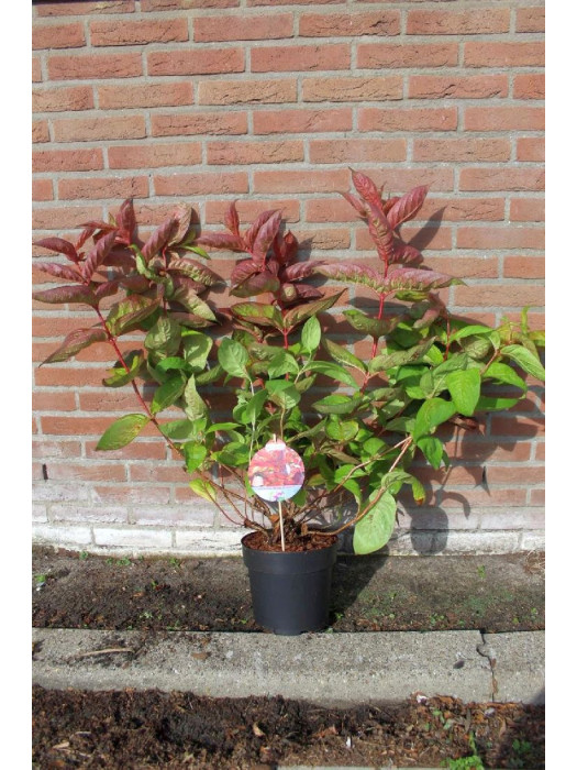 Veigelės (Lot Weigela) 'Wings of Fire' C5/P23 50-60 CM-VEIGĖLĖS-KRŪMAI