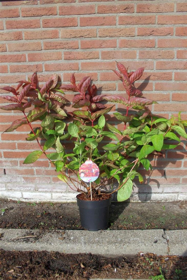 Veigelės (Lot Weigela) 'Wings of Fire' C5/P23 50-60 CM-VEIGĖLĖS-KRŪMAI