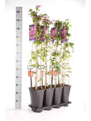 Raganė (Lot Clematis) 'Ville de Lyon' C5 120 CM 4 ST (SK)-RAGANĖS-VIJOKLINIAI