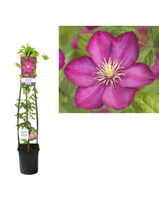 Raganė (Lot Clematis) 'Ville de Lyon' C5 120 CM 4 ST (SK)-RAGANĖS-VIJOKLINIAI