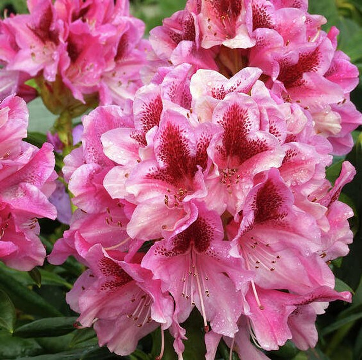 Rododendras (Rhododendron Hybrid) 'COSMOPOLITAN' Dydis C5 40-50CM-RODODENDRAI-KRŪMAI