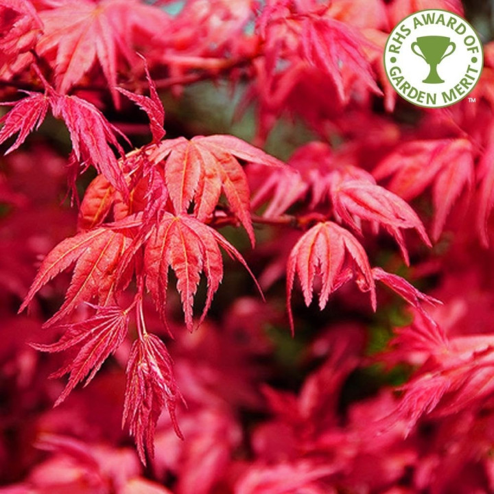 Klevas plaštakinis (Lot Acer pal.) 'Beni-maiko' C3/P19 50-60 CM