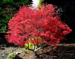Klevas plaštakinis (Lot Acer pal.) 'Beni-maiko' C3/P19 50-60 CM - nuotrauka 2