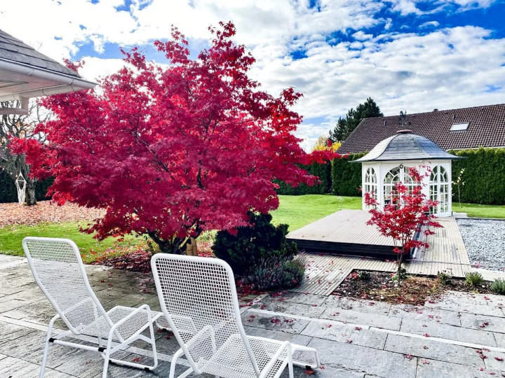 Klevas plaštakinis (Lot Acer pal.) 'Beni-maiko' C3/P19 50-60 CM