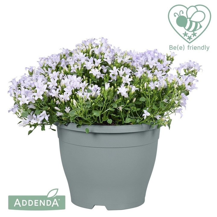 Katilėlis (Lot Campanula) 'Ambella' C5/P23 DECO | KATILĖLIAI | DAUGIAMETĖS GĖLĖS