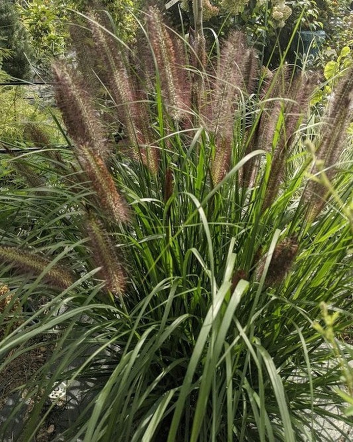Soruolė Pašiaušėlinė( Lot. Pennisetum Alopecuroides) 'READ HEAD' Dydis C5-SORUOLĖS-SMILGOS - VARPINIAI AUGALAI