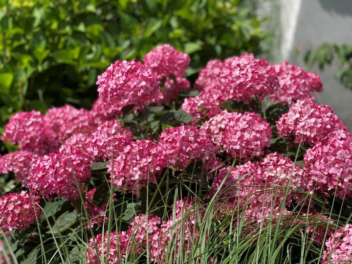 Hortenzija šviesioji (Lot Hydrangea arb.) 'Ruby Annabelle' C3/P19 20-25 CM