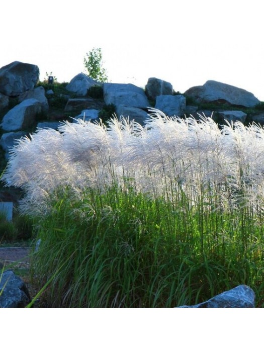 Miskantas Kininis (Lot Miscanthus Sinensis) MEMORY-MISKANTAI-SMILGOS - VARPINIAI AUGALAI