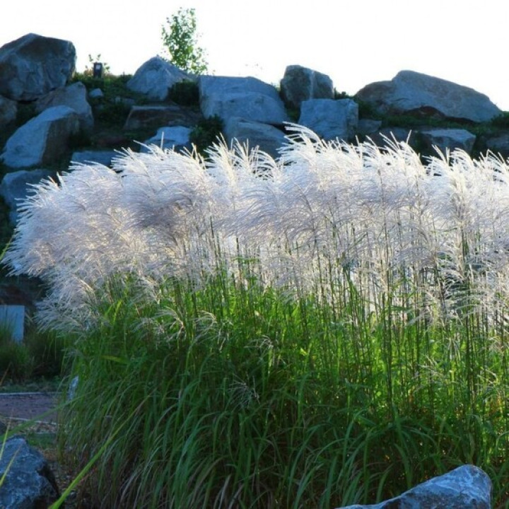 Miskantas Kininis (Lot Miscanthus Sinensis) MEMORY-MISKANTAI-SMILGOS - VARPINIAI AUGALAI