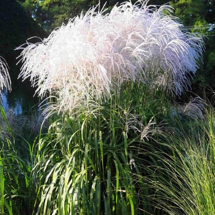 Miskantas Kininis (Lot Miscanthus Sinensis) MEMORY-MISKANTAI-SMILGOS - VARPINIAI AUGALAI