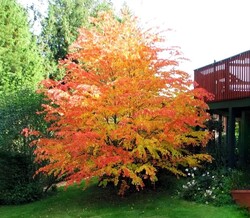 Puošmedis japoninis (Lot Cercidiphyllum japonicum)  C3/P19 60-80 CM - nuotrauka 3