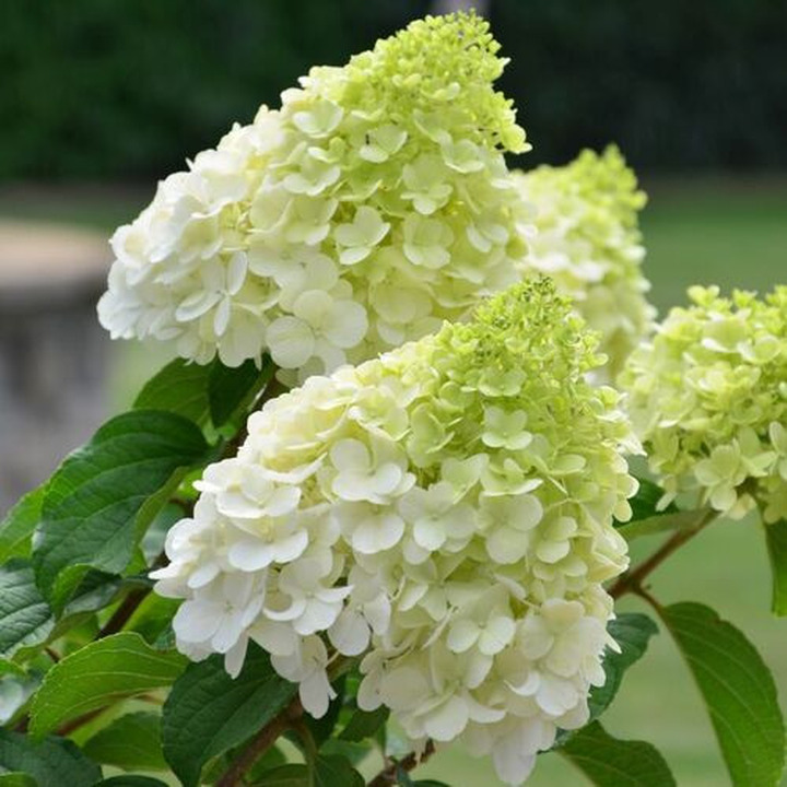 Šluotelinė hortenzija (Lot Hydrangea pan.) 'Polar Bear' C3/P19 30-40 CM | ŠLUOTELINĖS HORTENZIJOS | HORTENZIJOS