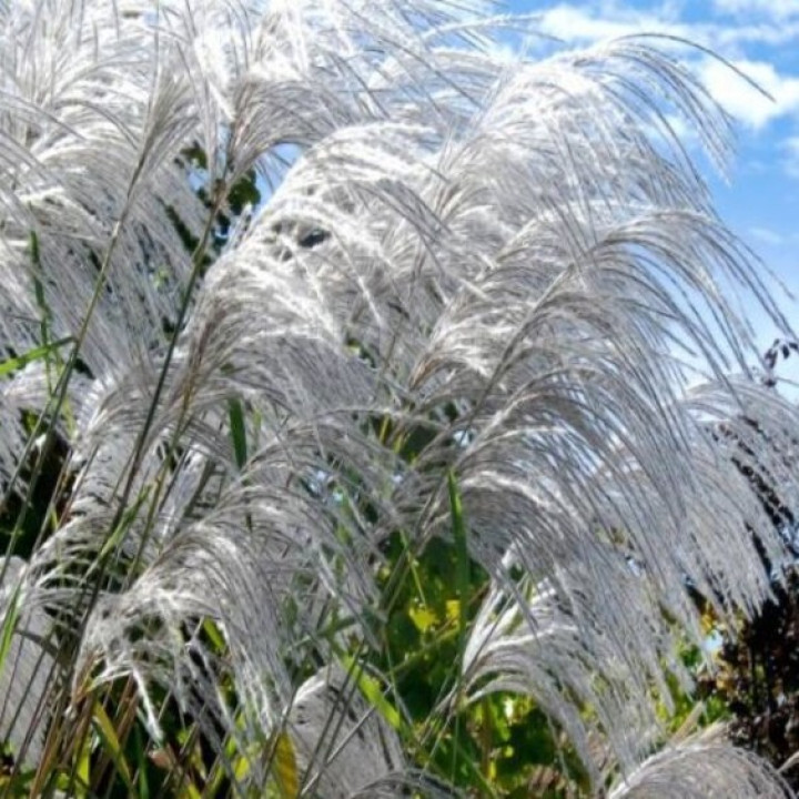 Miskantas Kininis (Lot Miscanthus Sinensis) MEMORY-MISKANTAI-SMILGOS - VARPINIAI AUGALAI
