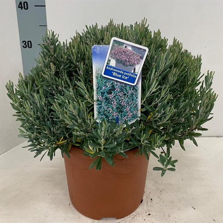 Balžuva siauralapė (Lot Andromeda polifolia) 'Blue Ice' C5/P23 25-30 CM