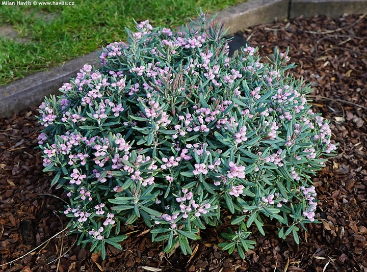 Balžuva siauralapė (Lot Andromeda polifolia) 'Blue Ice' C5/P23 25-30 CM