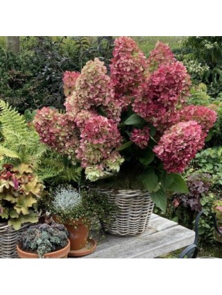 Šluotelinė Hortenzija (Lot Hydrangea Paniculata) 'Bonfire'® Dydis C3-HORTENZIJOS-KRŪMAI