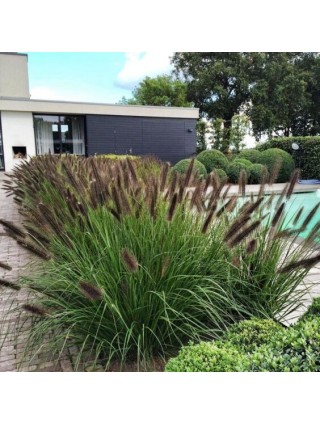 Soruolė Pašiaušėlinė( lot. Pennisetum alopecuroides) BLACK BEUTY-SORUOLĖS-SMILGOS - VARPINIAI AUGALAI