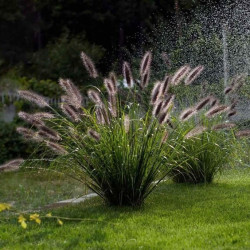 Soruolė Pašiaušėlinė( lot. Pennisetum alopecuroides)  BLACK BEAUTY C20 - nuotrauka 2