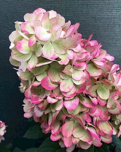 Šluotelinė Hortenzija (Lot Hydrangea Paniculata) 'Bloody Marie'® C3 - nuotrauka 4