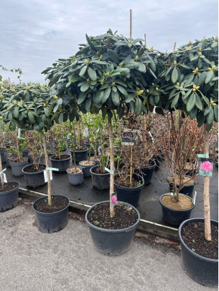 Rododendras Jakušimaninis (Lot Rhododendron (Y)) 'Blurettia' C45 STIEBAS 100 CM-RODODENDRAI-KRŪMAI