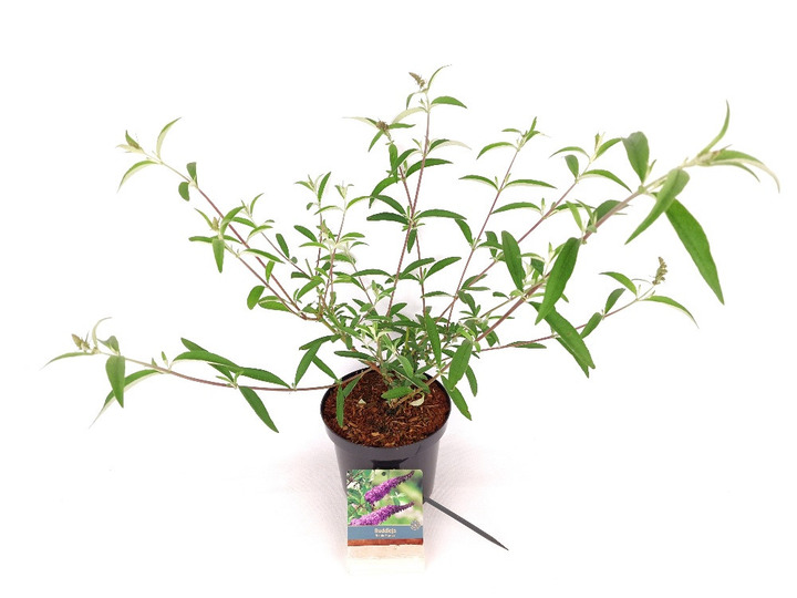 Budlėja Davido (Lot Buddleja d.) 'Ile de France' C3/P19 30-40 CM-BUDLĖJOS-KRŪMAI