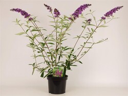 Budlėja Davido (Lot Buddleja d.) 'Ile de France' C3/P19 30-40 CM - nuotrauka 2