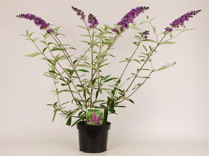 Budlėja Davido (Lot Buddleja d.) 'Ile de France' C3/P19 30-40 CM-BUDLĖJOS-KRŪMAI