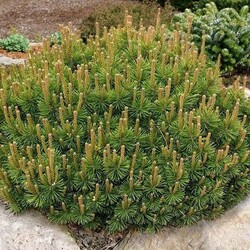Pušis Kalnine (Lot. Pinus Mugo) "Mughus" C15 40-50 CM - nuotrauka 4