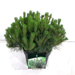 Pušis Kalnine (Lot. Pinus Mugo) "Mughus" C15 40-50 CM - nuotrauka 5