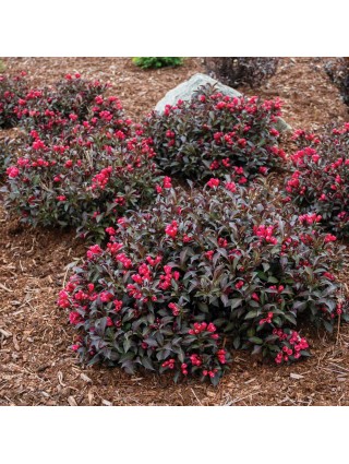 Veigelės (Lot Weigela) 'Electric Love' C4/P23 30-40 CM-VEIGĖLĖS-KRŪMAI