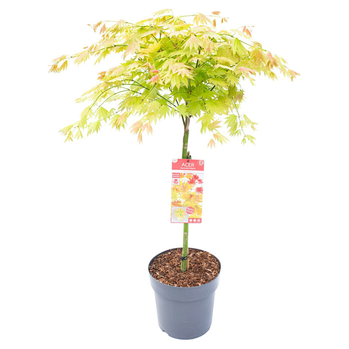Klevas geltonasis  (Lot Acer shirasawanum) 'Moonrise' C15 STIEBAS 40 CM