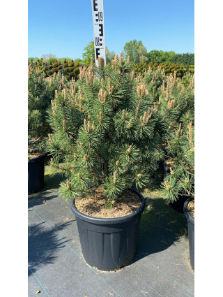 Pušis kalninė (Lot Pinus mugo) 'Columnaris' C30 60-80 CM-PUŠYS-SPYGLIUOČIAI